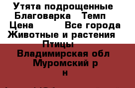 Утята подрощенные “Благоварка“,“Темп“ › Цена ­ 100 - Все города Животные и растения » Птицы   . Владимирская обл.,Муромский р-н